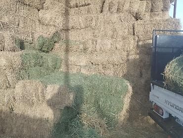 агенство ош: Продаю СЕНАЖ/СЕНО г.Кант около 150тонн в наличии (овес+клевер) СЕНО — 2