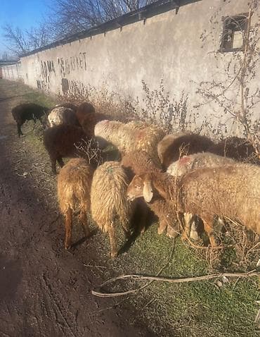 Продаю | Овца (самка) | Для разведения | Матка at lalafo.kg Продаю | Овца (самка) | Для разведения | Матка