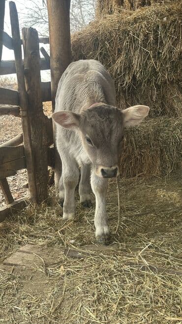 той терьер девочка: Продаю | Музоо, торпок | Для разведения | Привязанные — 9