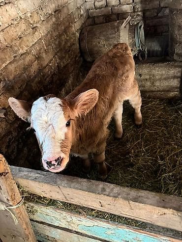 объявления о животных: Продаю | Тёлка | Симментальская | На откорм — 1