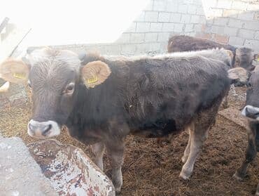 собака спанель: Продаю | Бык (самец), Музоо, торпок | Алатауская | На откорм — 2