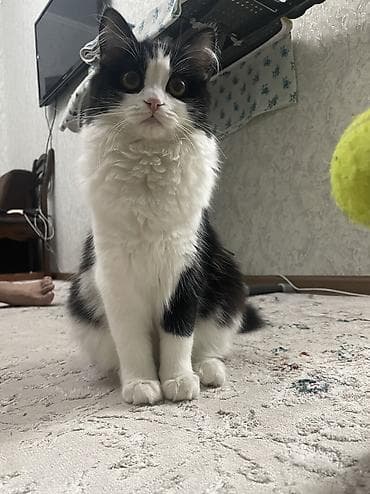 где взять котенка бесплатно: Кошка даром: Беспородная, 6 месяцев, Девочка, Приучена к лотку — 1