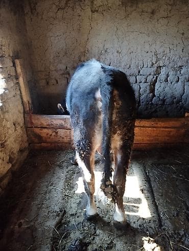 куплю быка: Продаю | Бык (самец) | На откорм | Привязанные — 2