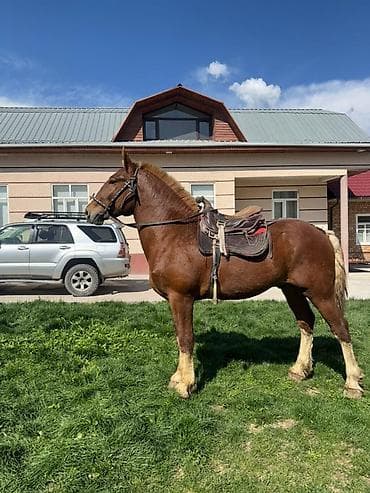 акита собака: Продаю | Жеребенок | Для разведения, Рабочий, Конный спорт | Осеменитель — 2