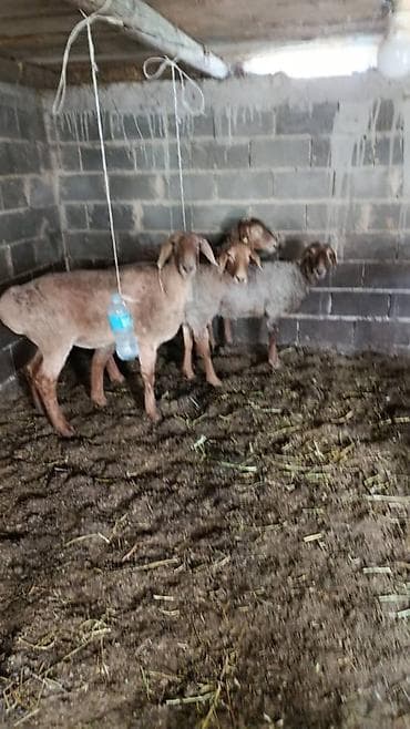 продаю корову с теленком: Продаю | Овца (самка) | На забой, Для разведения, Для шерсти | Матка — 3