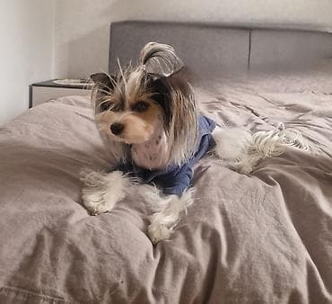 уайт терьер: Йоркширский терьер, 1 месяц, Самец, С прививкой, С родословной — 9