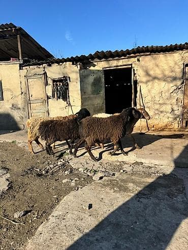 собака офчарка: Продаю | Овца (самка) | Для разведения — 3