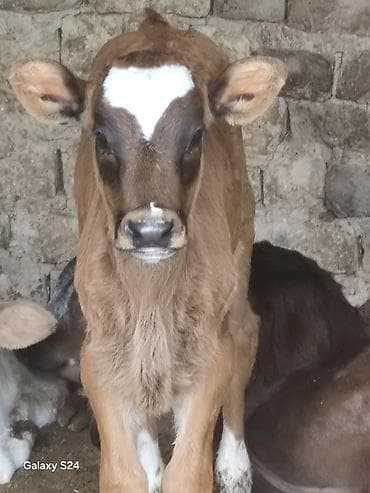 кормы для рыбы: Продаю | Музоо, торпок | Полукровка | На откорм | Племенные — 1