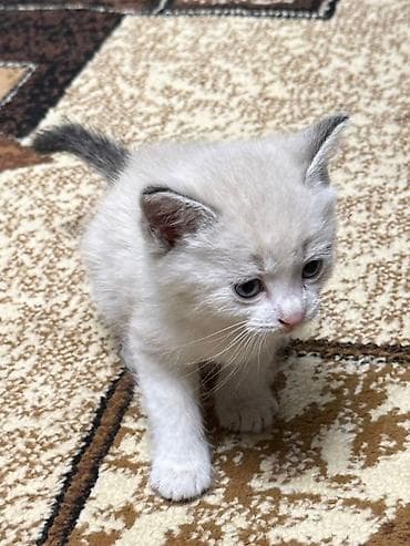 вип котен: Котёнок (мальчик)с голубыми глазами Игривый, ручной, реагирует на — 2