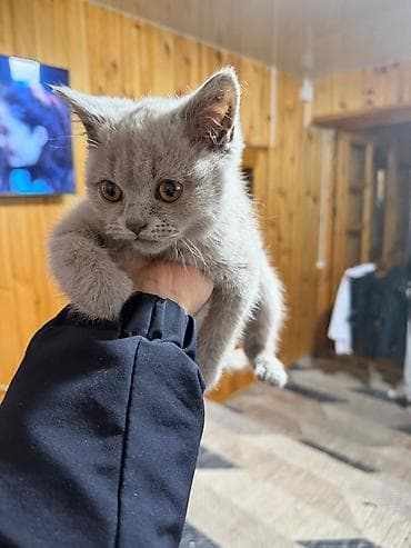 голубь птица: Котёнок британского типа, окрас лиловый ном + — 4