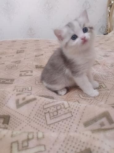 котенок сфинкса: Очаровательный котёнок шотландский скотиш страйт,небесно‑голубыми — 5