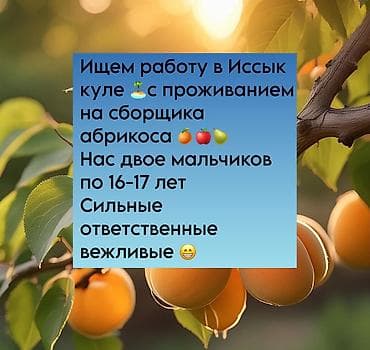 Ищем работу в Иссык куле 🏝️с проживанием на сборщика абрикоса 🍊🍎🍐 Нас — 1