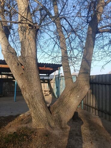 бу спальный гарнитур бишкек цены: Продам взрослое плодовое дерево (орех/грецкий орех) — 7