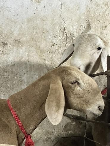 породистые коровы в кыргызстане: Продаю | Овца (самка) | Для разведения | Матка — 3