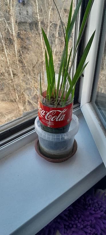 ростки пальмы: Саженцы финиковой пальмы (Phoenix dactylifera) из косточек - Домашние — 6