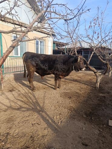 Уйлар, букалар: Сатам | Бука (эркек) | Швиц | Көбөйтүү үчүн, Сүт алуу үчүн | Жасалма уруктандырылган, Жасалма жол менен боозутуу — 7