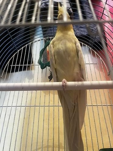 С/х животные и товары: Корелла (нимфа) светло‑желтого окраса с оранжевыми щечками в комплекте — 4