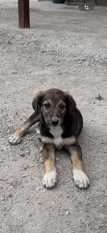 хайнлайн соня: Отдам в добрые руки щенка (самка) 🐶 Мама — алабай. Щенок милый — 3