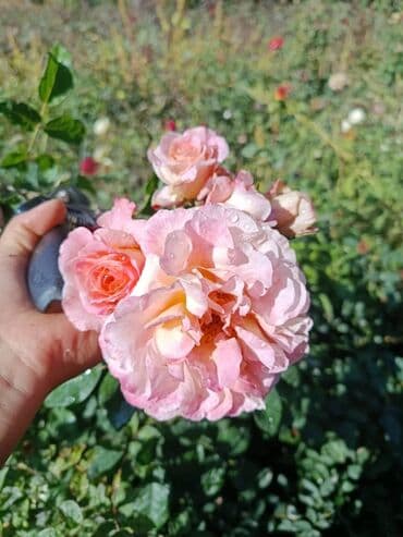 декоративные растения: Около 300 видов Саженцы садовых роз (разные сорта и окраски) - — 30