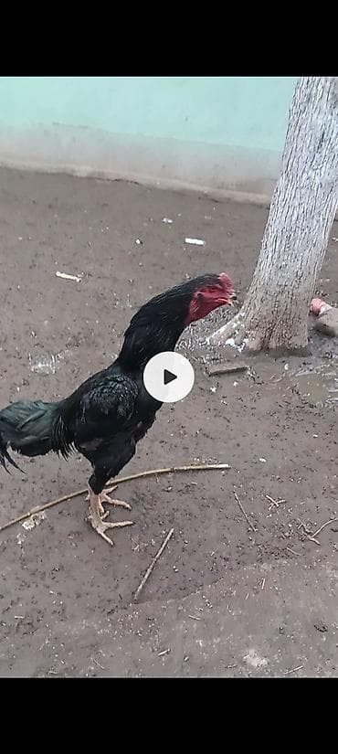 А/ч жаныбарларын сатам: Сатам | Короздор | Тебиштирүүчү | Көбөйтүү үчүн — 1