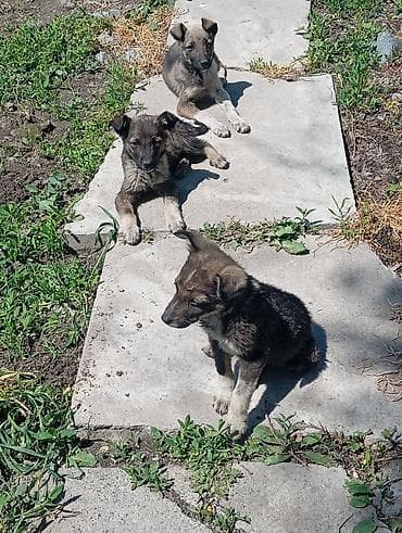 ковчег приют для животных бишкек: Отдаём щенков в добрые руки, игривые, охраняют двор уже — 3