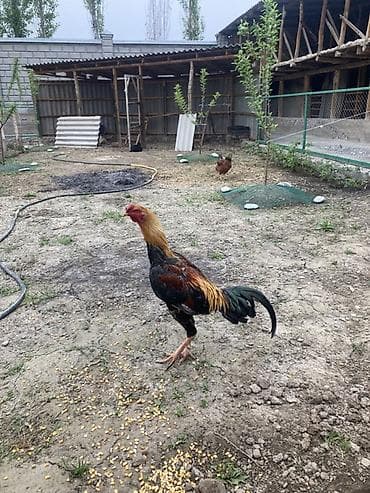 кролики бишкек: Продаю | Петух | Бойцовая | Для разведения, Для боев — 2