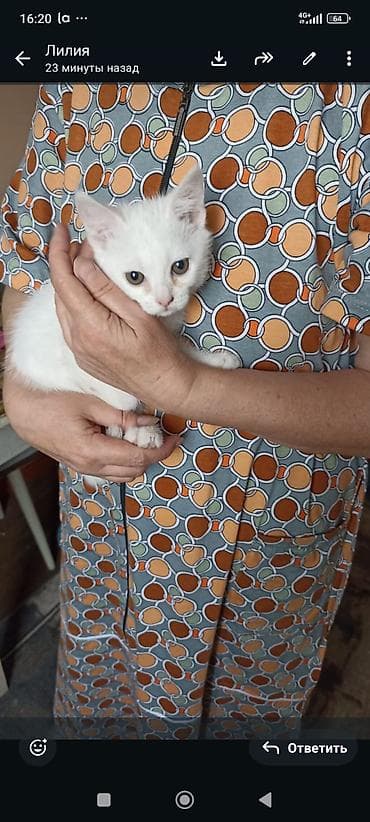 кошко: Катята 2 месяца очень ласковые игривые отдаем добрые и надёжные руки — 3