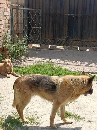 Животные: Продам собак в добрые руки. Питбуль - 3 года, Овчарка - 6 лет — 3