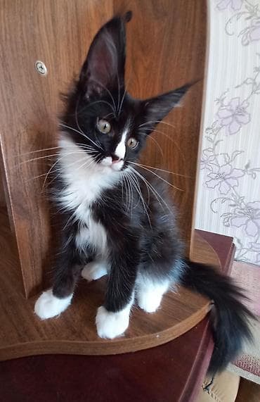 сколько стоит котенок мейн куна: 🐾🐈Очеровательные котята мейн-кун готовы к переезду! Родились — 7