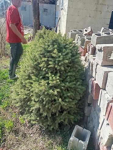 декор сада: Ель карликовая (шаровидная/кустовая форма) для декоративного — 2