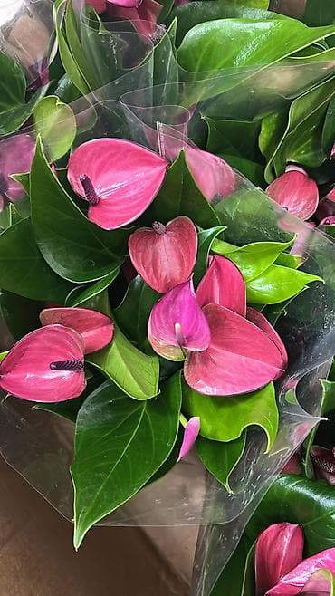 для мусульман: Антуриум (Anthurium andreanum) в горшке. - Декоративно-цветущее — 4