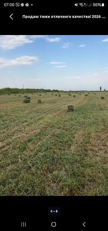 Корма для с/х животных: Сено в тюках. Люцерна. Продажа с поля. Поле находится в селе Чалдовар — 1
