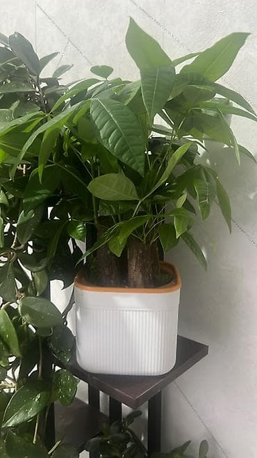 plaud note: Акция Акция Акция Пахира акватика (денежное дерево Гваделупы) в — 3