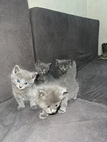 2 месяца, Девочка, Голубой, Метис — 2