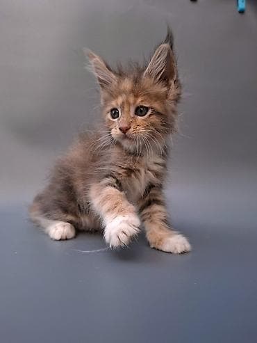 Котёнок породы мейн‑кун, чистокровная документы подтверждающее — 2