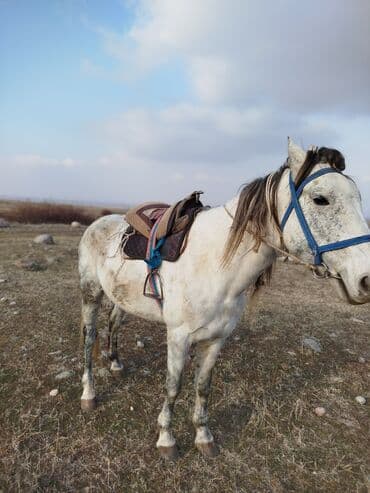 корова молочная купить: Продаю | Конь (самец) | Рабочий — 1