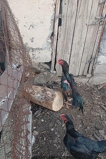 животные на р: Продаю | Петух | Бойцовая | Для разведения — 3