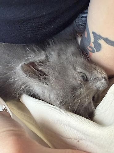 мышык сатам: Мышык бекер берилет: Породасыз, 1 айлык, Эркек, Лотокко барууга үйрөтүлгөн — 5