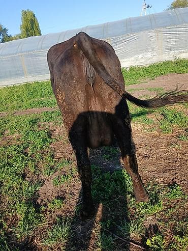 бишкек ит базар: Сатам | Уй (ургаачы) | Алатоолук | Сүт алуу үчүн — 3