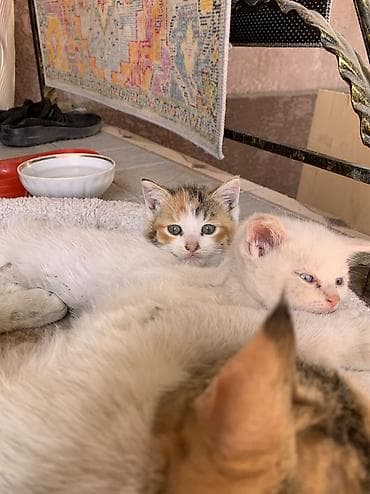 scottish fold: 1 месяц, Девочка, Приучена к лотку — 9