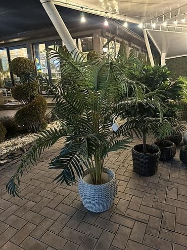 простой: Декоративные напольные растения в кашпо для интерьера и террас - — 7