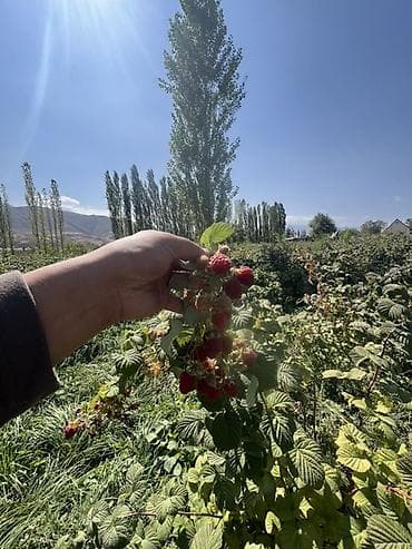 старый сейф: Малина — 2