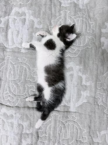 Кошки: Котята игривые и ласковые. Отдадим бесплатно в ответственные и добрые — 4