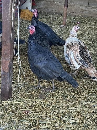 плодные матки: Продаю | Индюшка (самка), Индюк (самец) | Черный принц | На забой, Для разведения | Племенные — 1