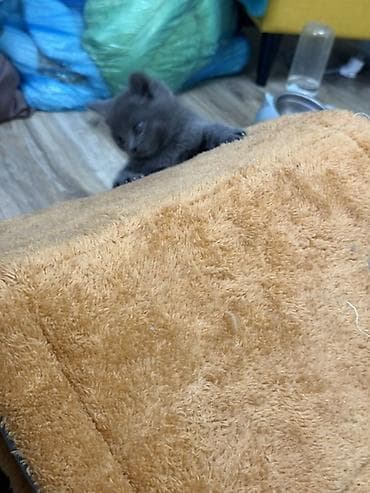 свинкс кошки: Милый котёнок с серой плюшевой шерстью (тип “blue”), короткошёрстный — 4