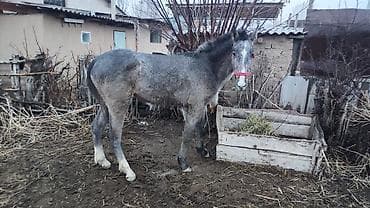 Продаю | Жеребенок | Полукровка, Английская | Для разведения, Конный спорт at lalafo.kg Продаю | Жеребенок | Полукровка, Английская | Для разведения, Конный спорт