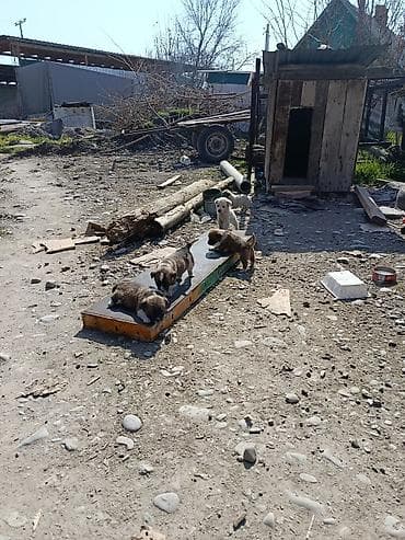 товары для собак: Собака даром: Дворняжка, 1 месяц, Самец — 1