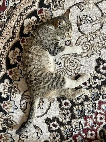 котята бенгальские купить: Котёнок домашний, полосатый табби с белыми лапками и брюшком — 3