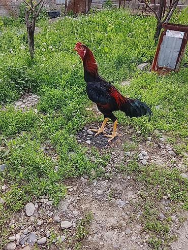 сары булун: Сатам | Короздор | Тебиштирүүчү | Көбөйтүү үчүн — 2