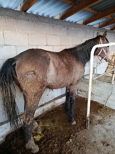 o shamo: Продаю | Кобыла (самка) | Рабочий | Мерин — 1